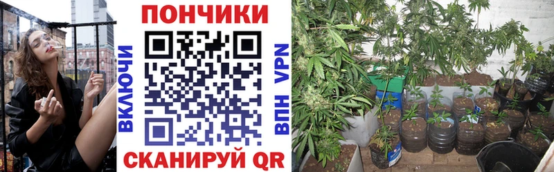 Купить где Томилино Шишки марихуана план